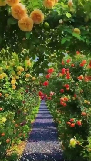 Розовый сад в Южной Корее