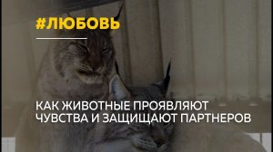 Животные страсти: в зоопарке показали, как животные проявляют любовь