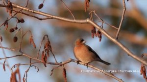 СВТ.ДМИТРИЙ РОСТОВСКИЙ О ЛЮБВИ К БОГУ. Наставления Святых отцов (Часть 12)