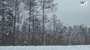 Сказка «Белка и заяц»