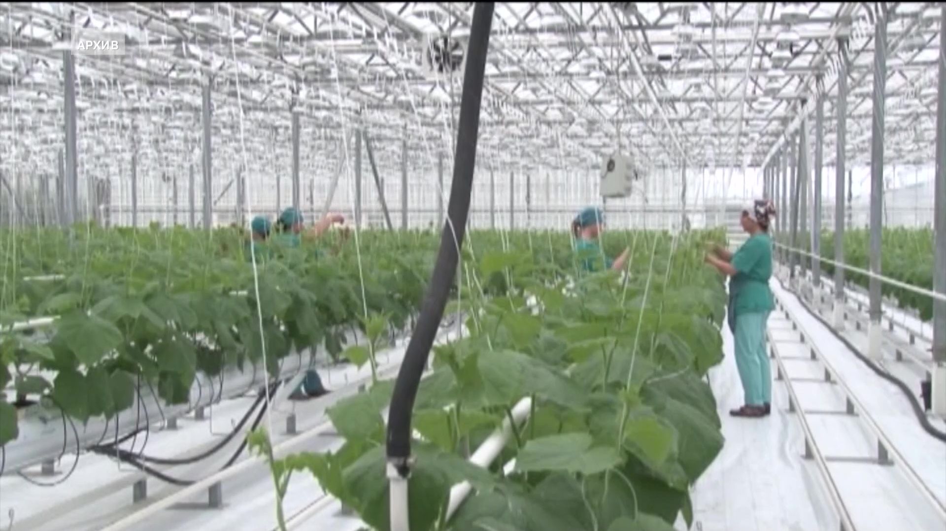 Агропромышленный комплекс „Алексеевский“ сокращает розничную сеть в Уфе смотреть онлайн