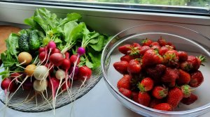 Садовый Рай! Много семян! Как начала заниматься огородом! Старое видео о даче!