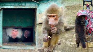 ОСТОРОЖНО! МОШЕННИКИ и АФЕРИСТЫ! Люся закрыла ПОРТАЛ ВКУСНЯШЕК! Дом3 РАССМЕШИЛ! Волки выдали концерт