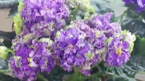 12.02.2026.Москва.Выставка фиалок в Доме фиалок.