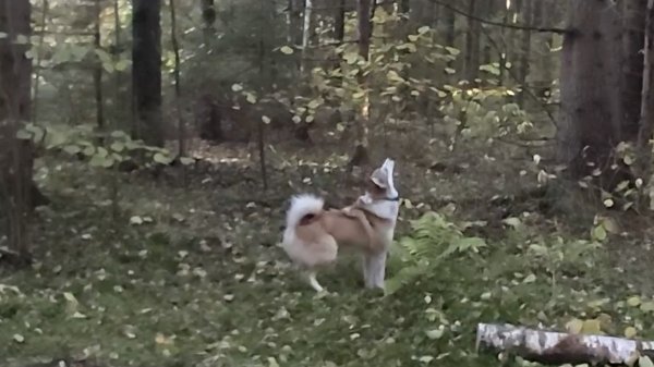 Чеза сработала