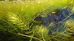 Целая кучка креветок вышли погулять 😍сижу любуюсь и показываю вам 🤗 #аквариум #креветки