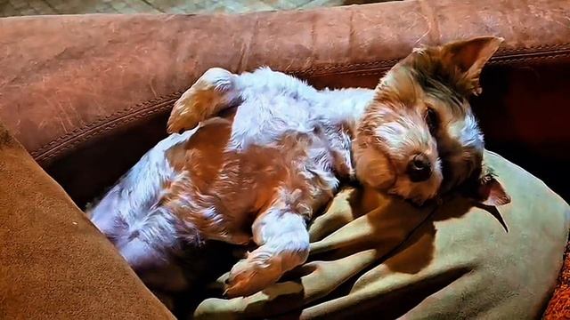 Наша Шаня♥️ смотреть онлайн