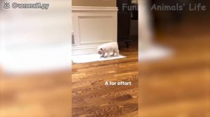 Собаки и кошки в сюжетах