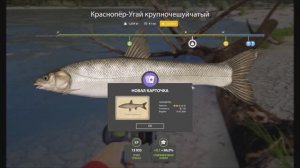 Краснопёр Угай крупночешуйчатый, трофей с карточкой, игра Русская рыбалка 4, река Яма, точки клева