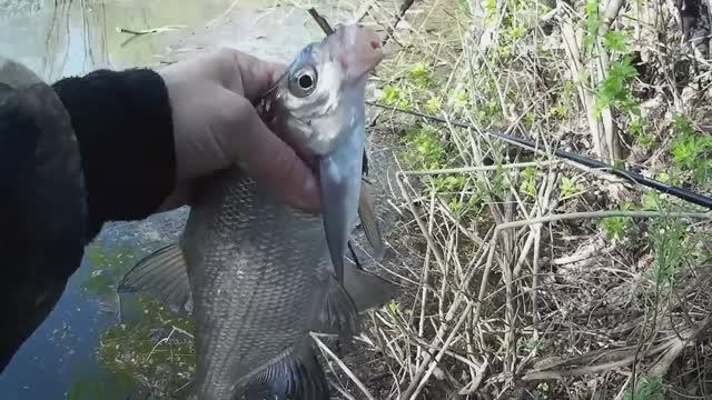 Рыбалка. Пермский край. р. Мулянка. Наловил Леща. Весна 2020. смотреть онлайн
