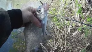 Рыбалка. Пермский край. р. Мулянка. Наловил Леща. Весна 2020.