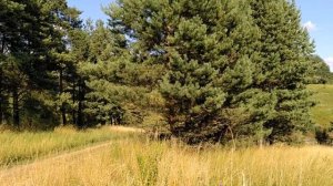 Мать-деревенька.  с. Новомихайловка  Корсаковский  район  Орловская  область