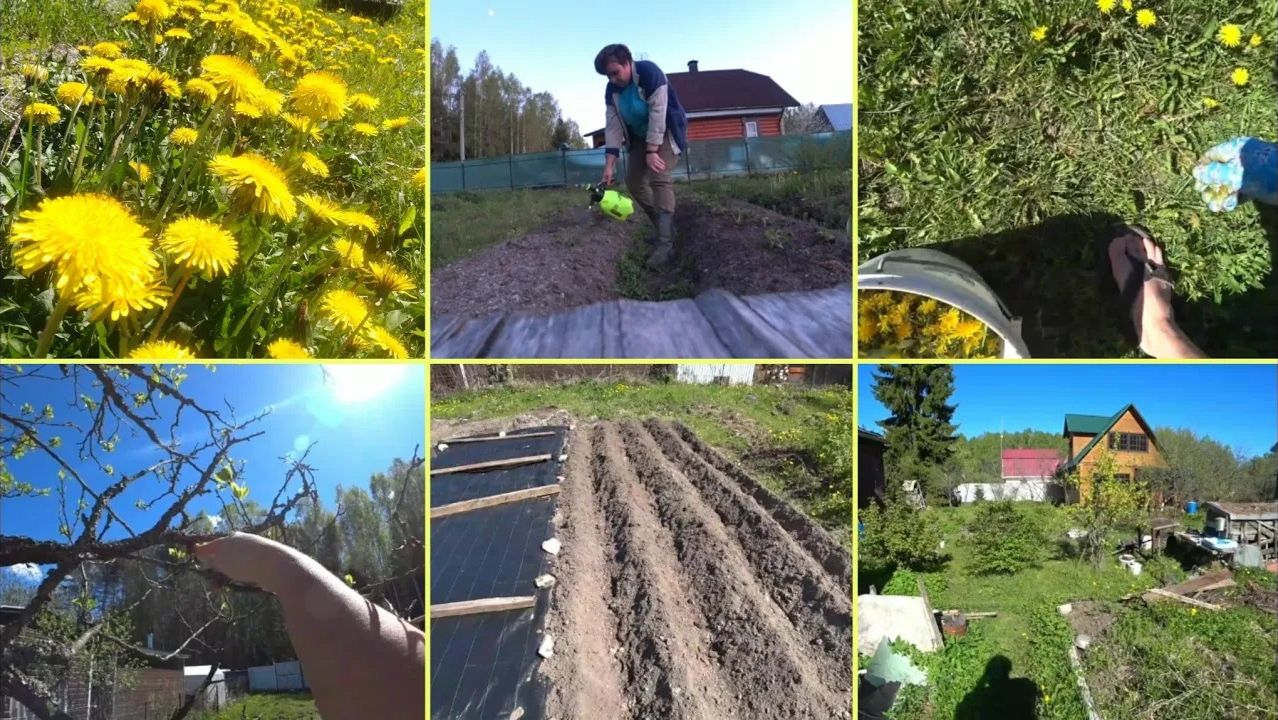 33-2024 БОЛЬШОЙ ДАЧНЫЙ ВЛОГ Сажаем картошку, Собираем одуваны, Расхламляемся __ Elena Pero