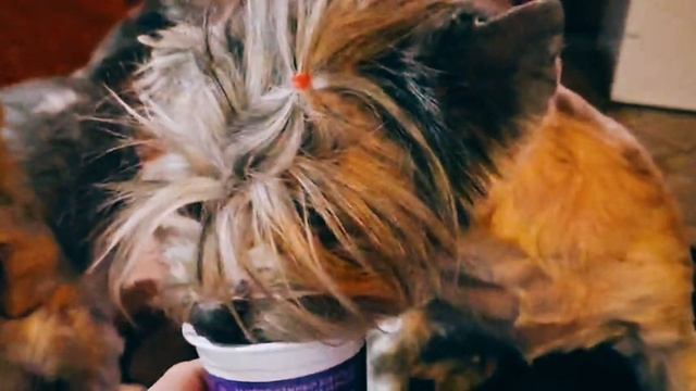 Мася и Шаня♥️ смотреть онлайн