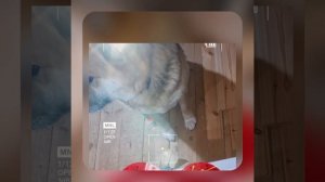 1000048537.mp4 (Собака наблюдает за устройством лестницы на 2 этаж в доме А-фрейм)