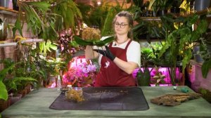 ПРО комнатные. Анонс. Канал Загородный