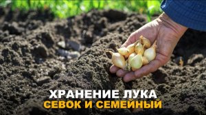 ЧТОБЫ ЛУК НЕ СТРЕЛКОВАЛСЯ. Как хранить лук-севок и семейный лук до высадки.