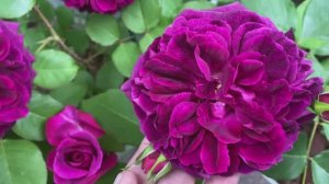 «Мой сад невелик — всего пара соток. Но здесь на каждом метре живет магия... ☕🌹»