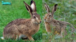 Разбор Терминов Волшебной Культуры от 13.02.26