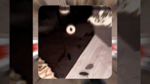 1000048535.mp4 (Собака наблюдает за устройством лестницы на 2 этаж в доме А-фрейм)