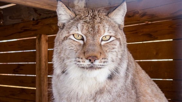 КАК ПОЧЕСАТЬ ЖИВОТ ДИКОЙ РЫСИ? / Пумыч обиделся / Обзор моющего пылесоса Uwant Y100