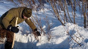Дедовская ловушка не подвела. Волки вновь подошли к деревне. Есть добыча.