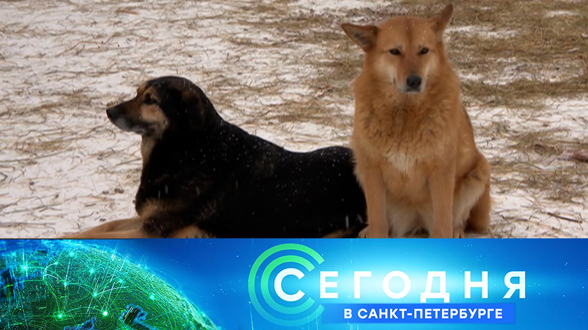 «Сегодня в Санкт-Петербурге»: 13 февраля 2026 года смотреть онлайн