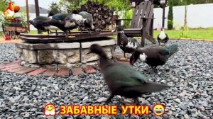 Забавные утки мускусные и пекинские на свободном выгуле со своими друзьями ч.(357) ❣️🤗😂