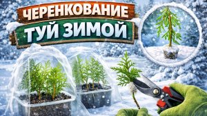 Черенкование туи в зимние время