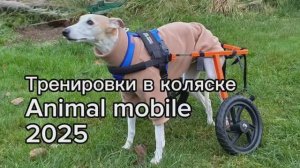 Тренировки в коляске-тренажере