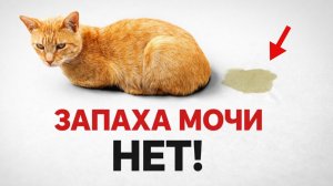 Убери запах мочи быстро и без дорогих средств