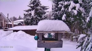 Снегири февраль