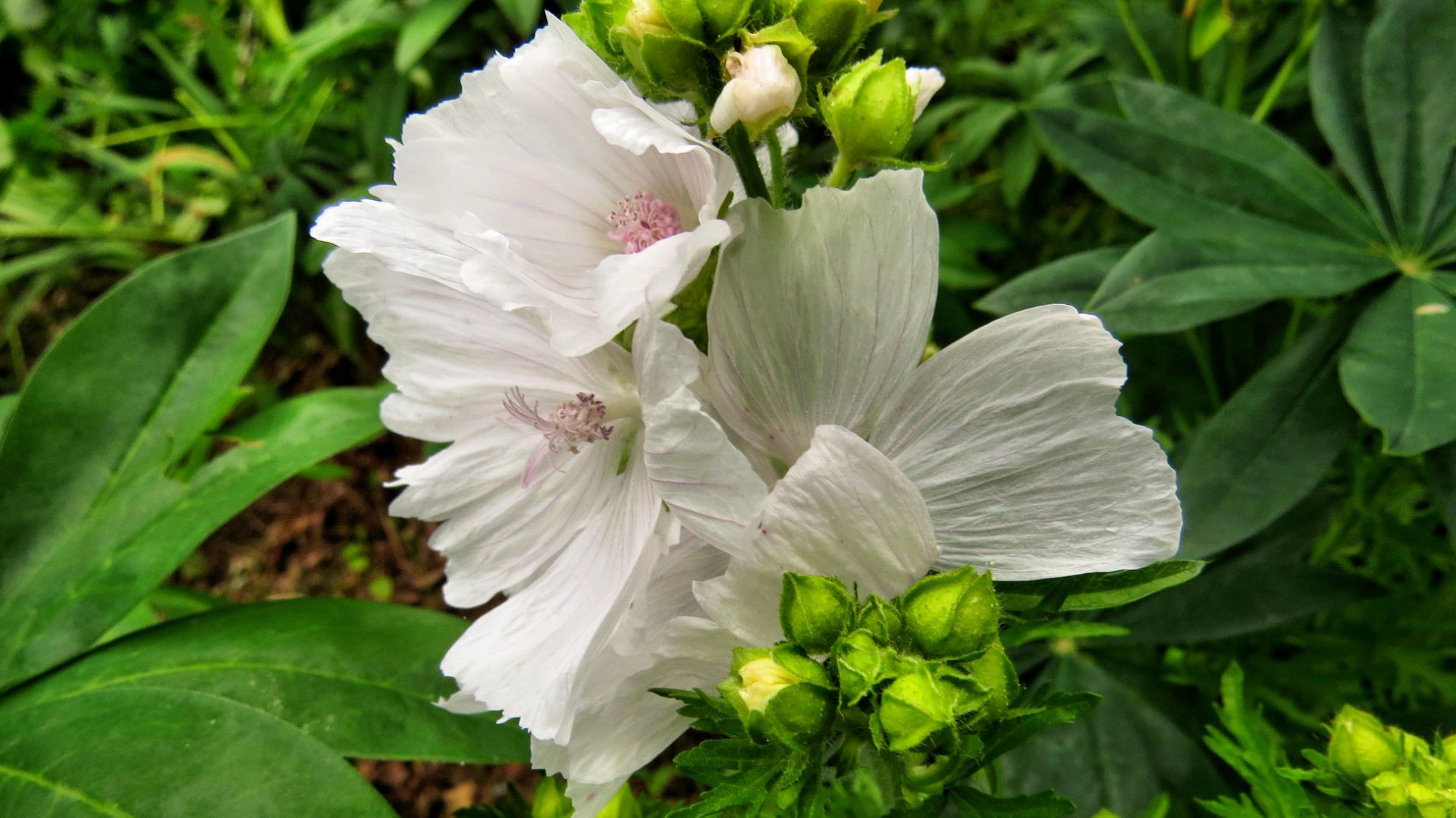 Из моих последних снимков - 1 ( слайд-шоу ) смотреть онлайн