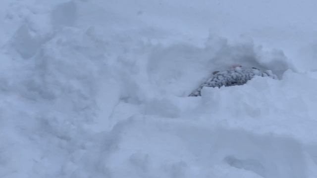 IMG_9949 смотреть онлайн