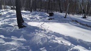 Проверка капканов часть 〽️ 23,тепло,соболь активизировался 👍