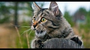 Сила - в вере