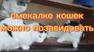 Смекалке кошек можно позавидовать