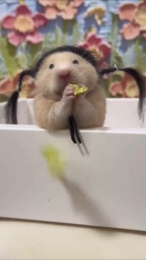 #хомяк #хомяки #хомячок #прикол #смешно #приколы #юмор #топ #топчик #роликдня #видеодня #лучшее #луч