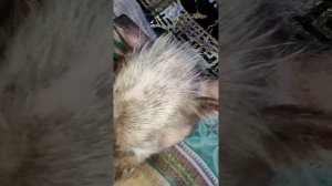 Снежок сделал ещё один шаг к выздоровлению