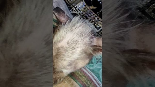 Снежок сделал ещё один шаг к выздоровлению