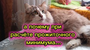 КОШКИ С ОЗВУЧКОЙ.