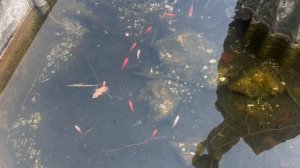 🇮🇹🇮🇹Портогруаро🇮🇹🇮🇹Италия🇮🇹🇮🇹