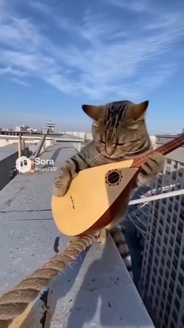 КОТ, ТЫ КУДА ПРЫГНУЛ АЛЁ смотреть онлайн