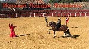 Фламенко и лошади