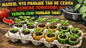 Секрет посева ТОМАТОВ на рассаду! Сею только так для жирной и коренастой рассады