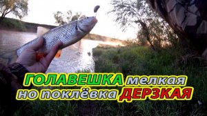 Мощная поклёвка ГОЛАВЛЯ, аж застёжка разогнулась. Голавли на МУХУ. Ловля голавля на спиннинг.