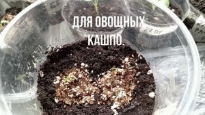 ПЕТУНИЯ ВСХОДЫ. И ГОРШЕЧНЫЕ ОВОЩИ.