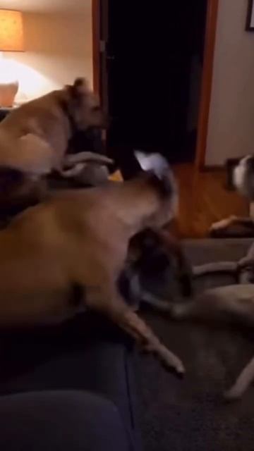 A silly parrot scared all the dogs 😅 #funny #funnyshorts #virals смотреть онлайн