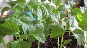 Кальций для рассады: как я готовлю подкормку из яичной скорлупы и почему это работает