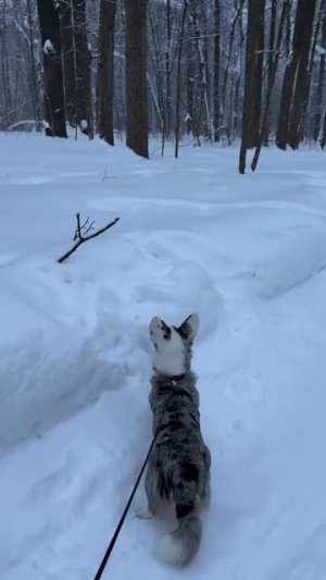 Как же хорошо с собакой )))